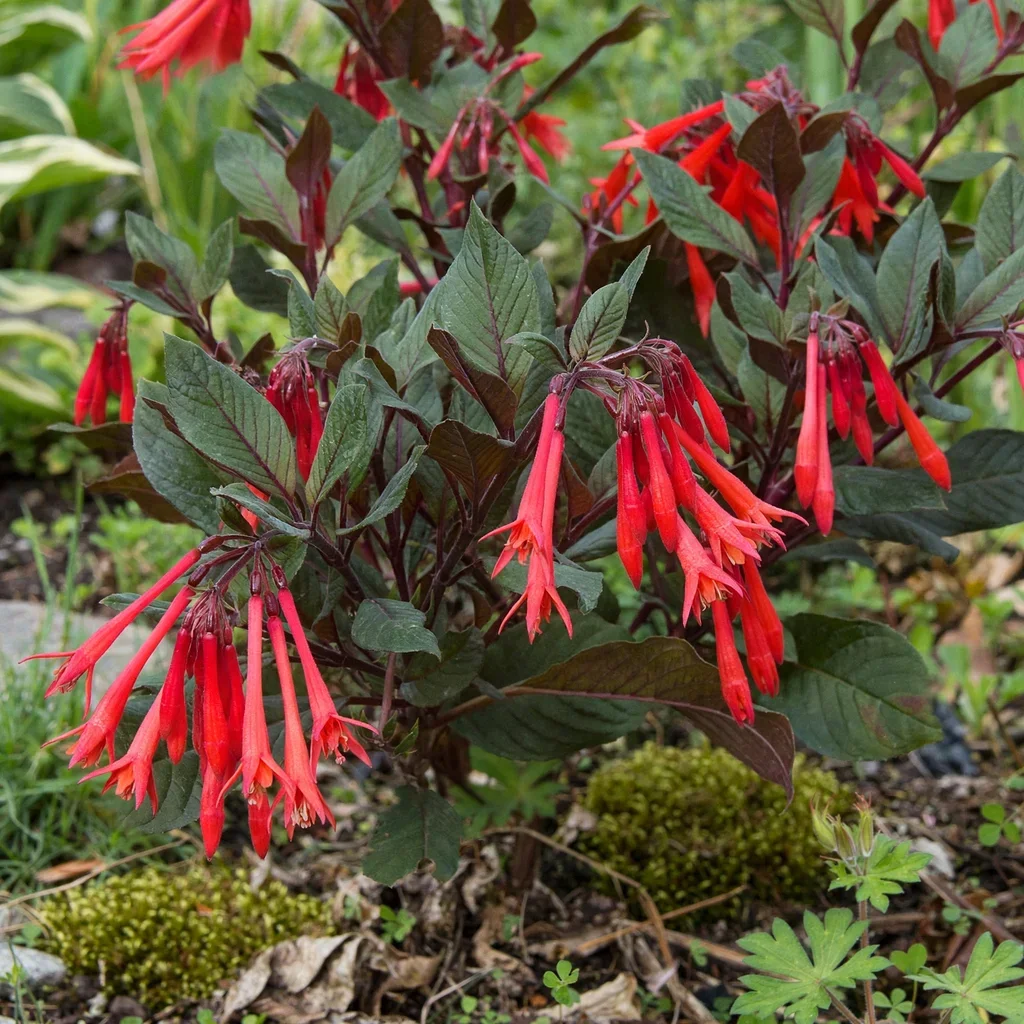 Gartenmeister Fuchsia