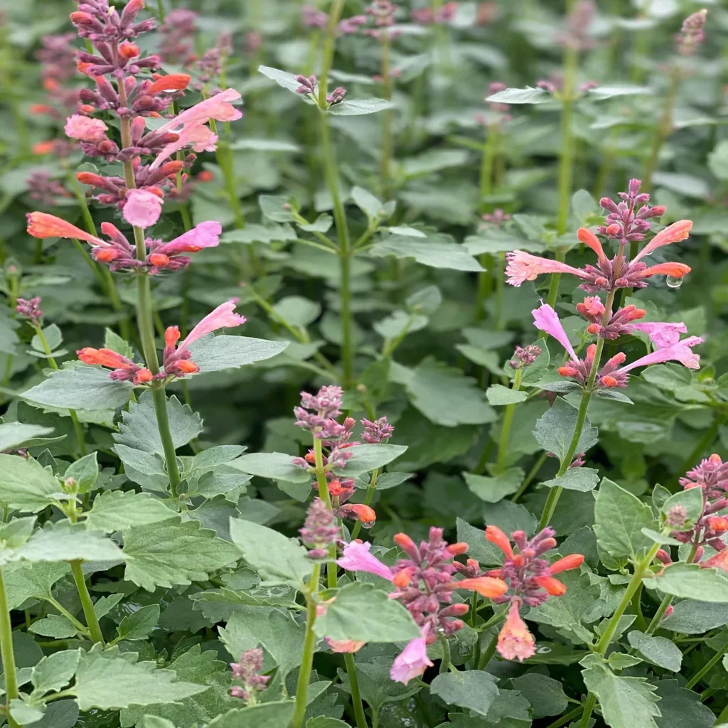 Kudos Ambrosia Anise Hyssop