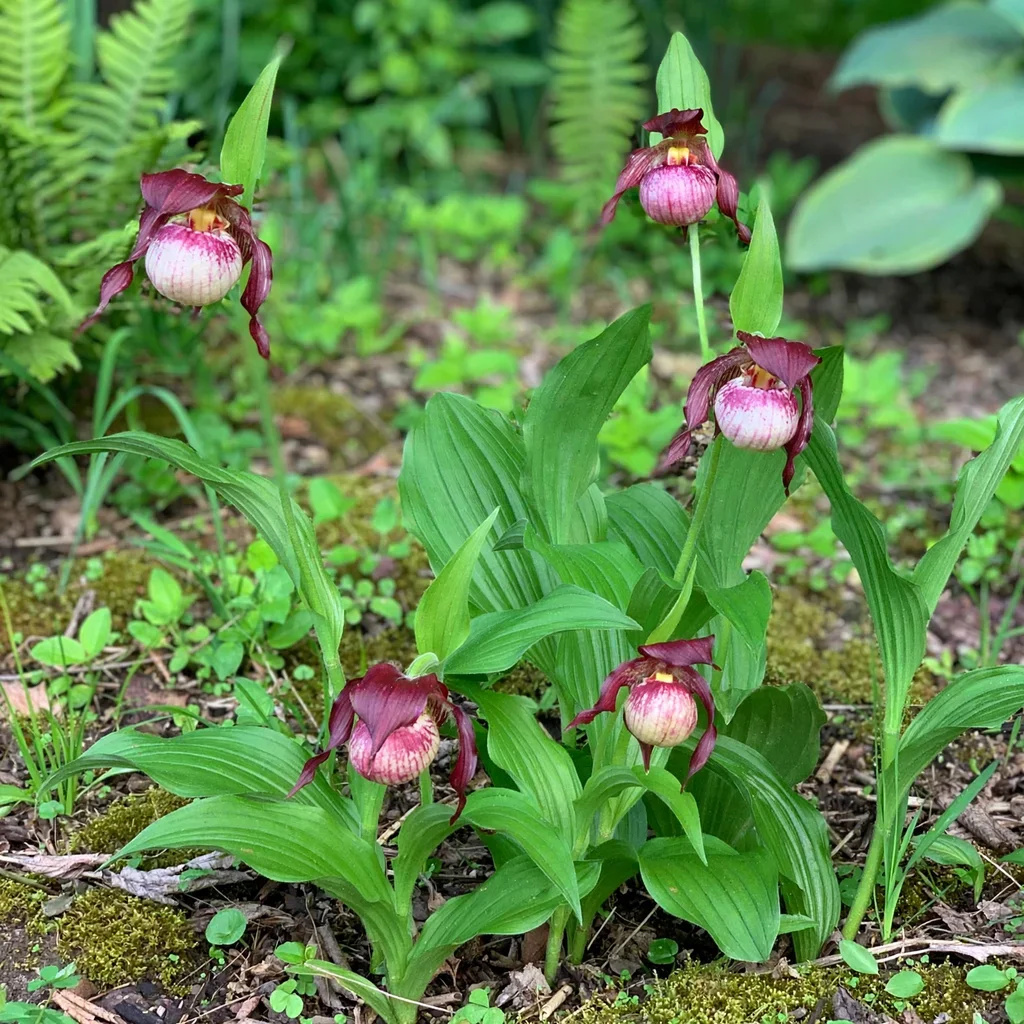 Lady's Slipper Orchid