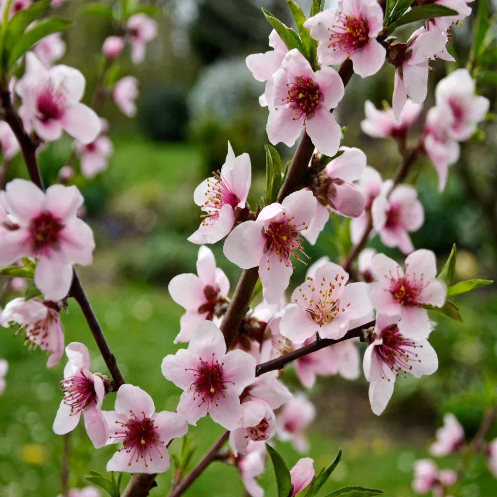 Hale Haven Peach