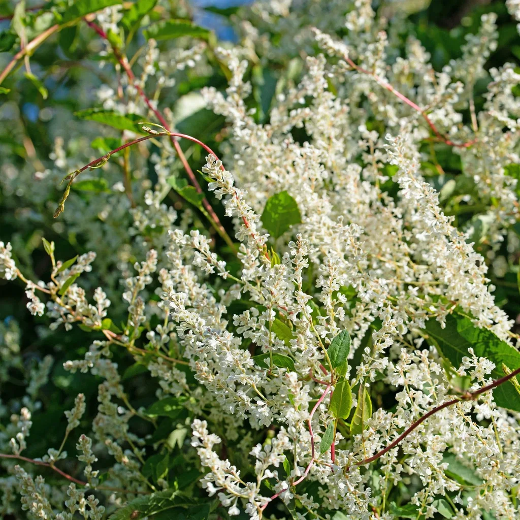 Silver Lace Vine