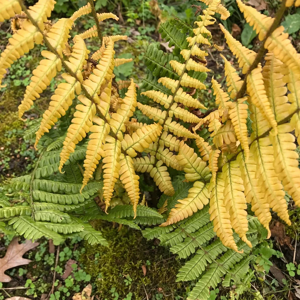 Golden Boston Fern