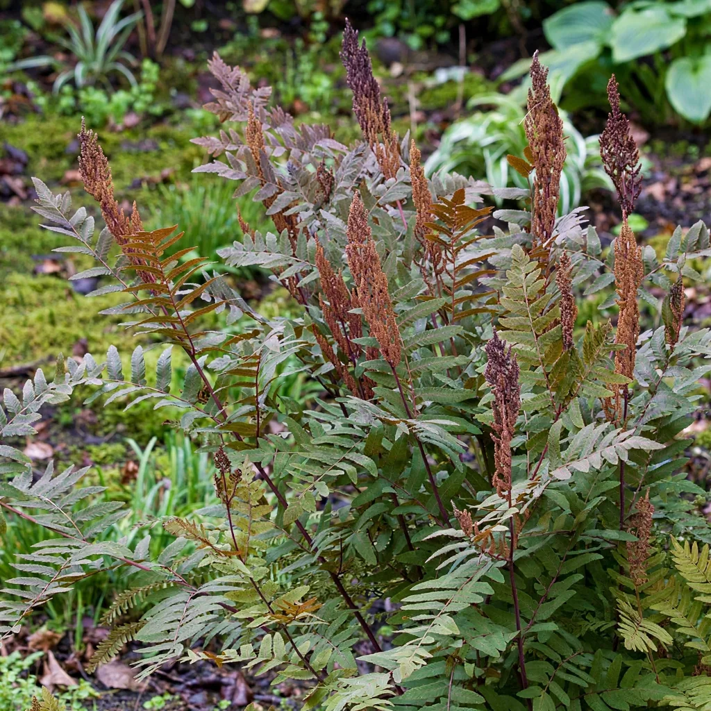 Purpurascens Royal Fern