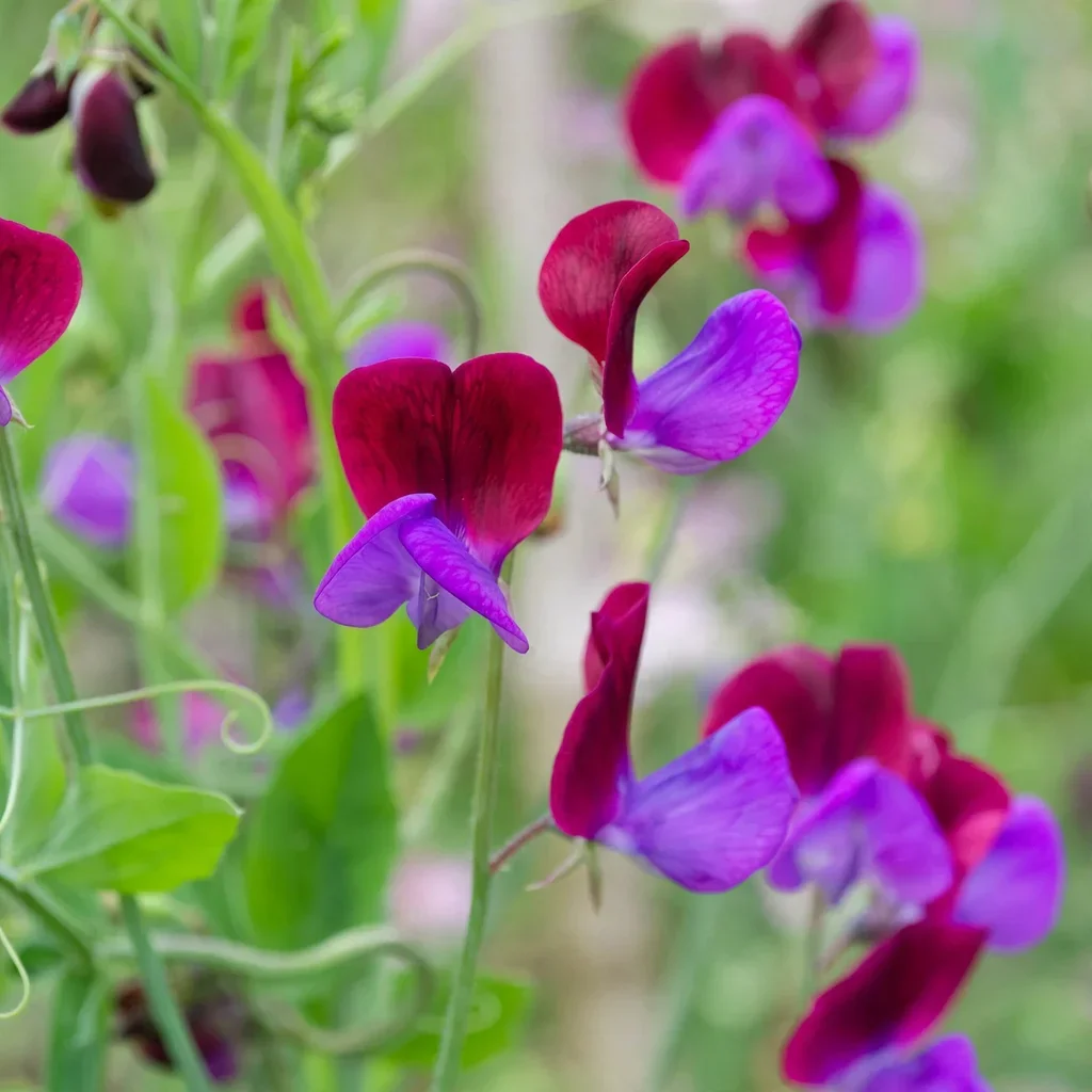 Cupani Sweet Pea