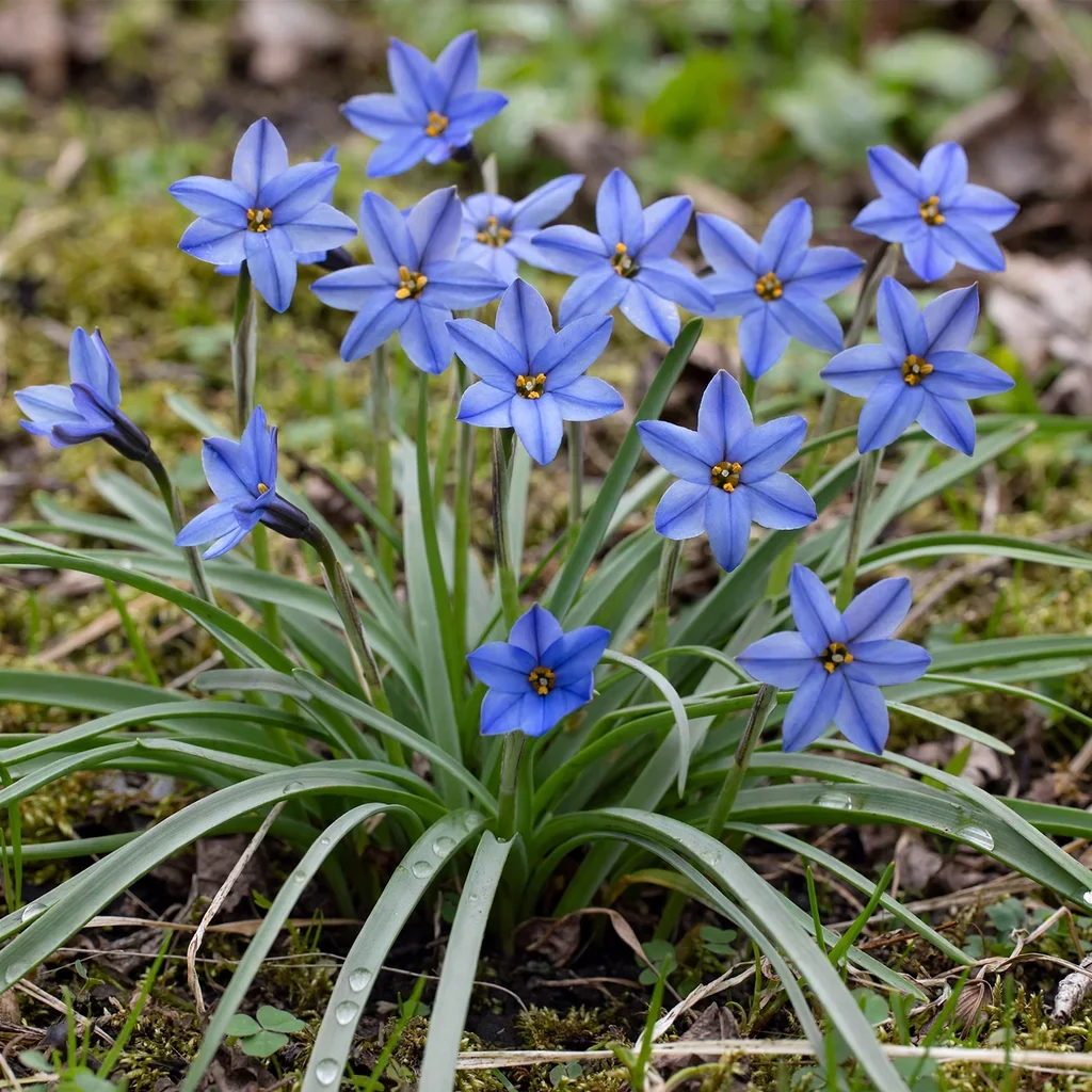 Spring Starflower
