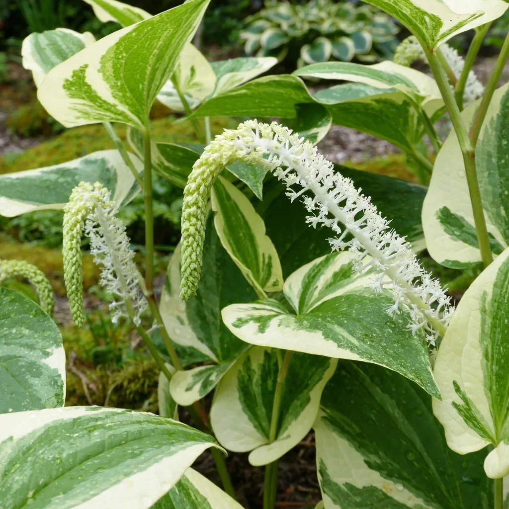 Lizard's Tail