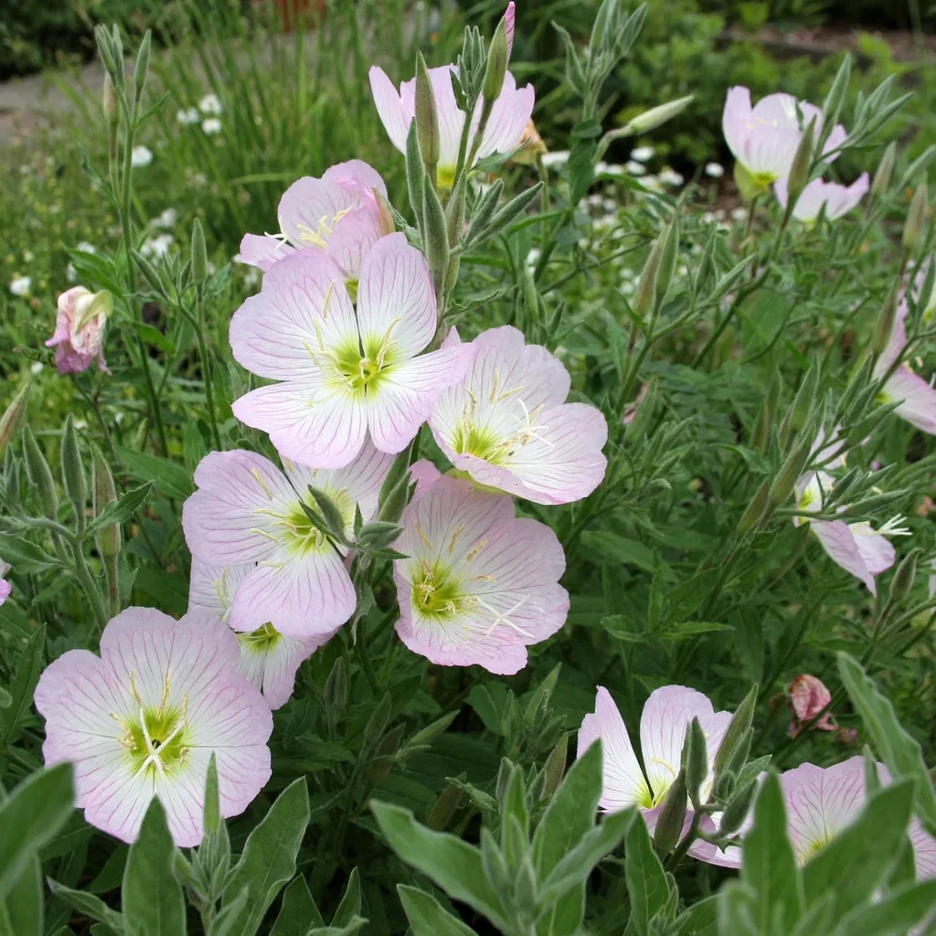 Pink Evening Primrose
