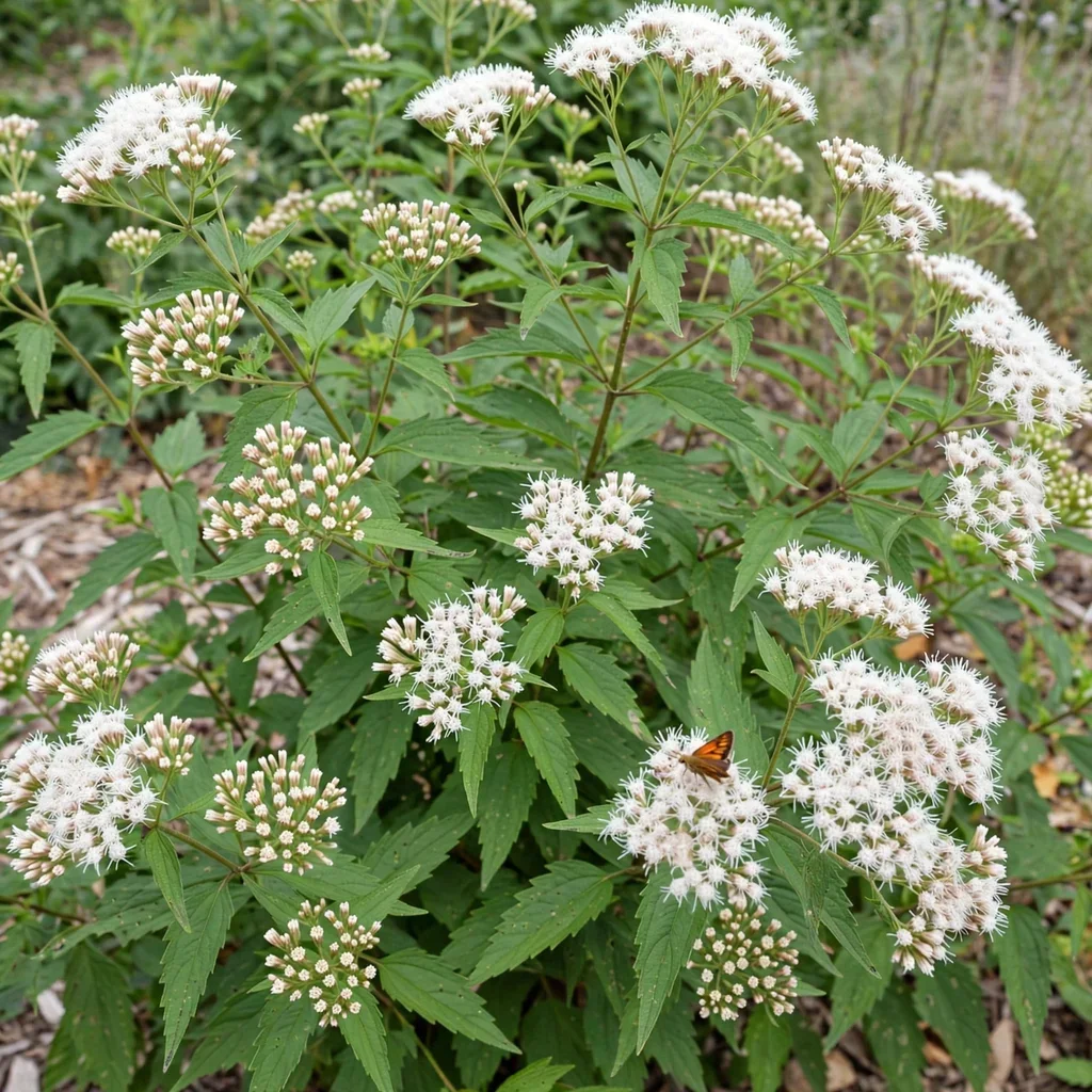 Havana Snakeroot