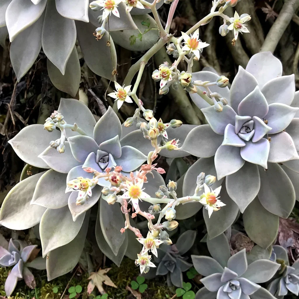 Pink Ghost Plant