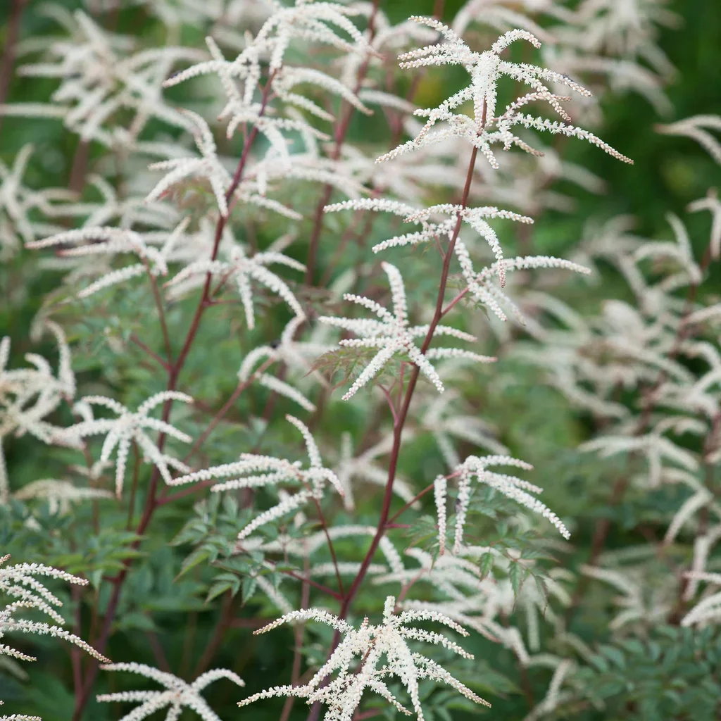 Silver Blush Bugbane