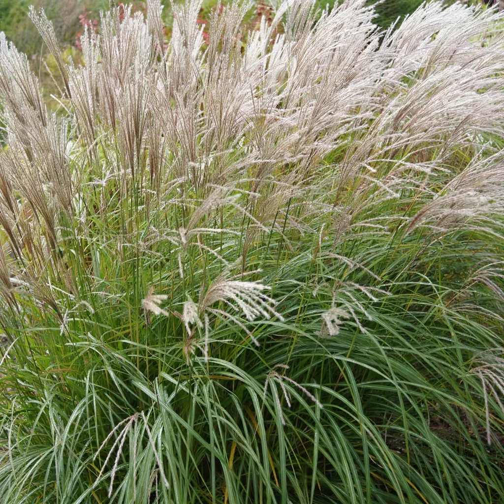 Yakushima Dwarf Maiden Grass