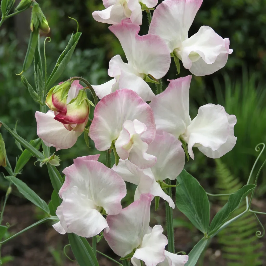 Sweet Pea 'High Society'