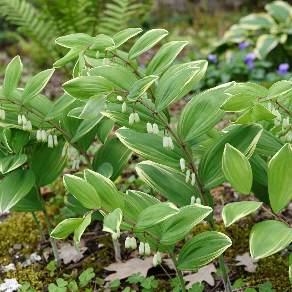 Variegated Solomon's Seal