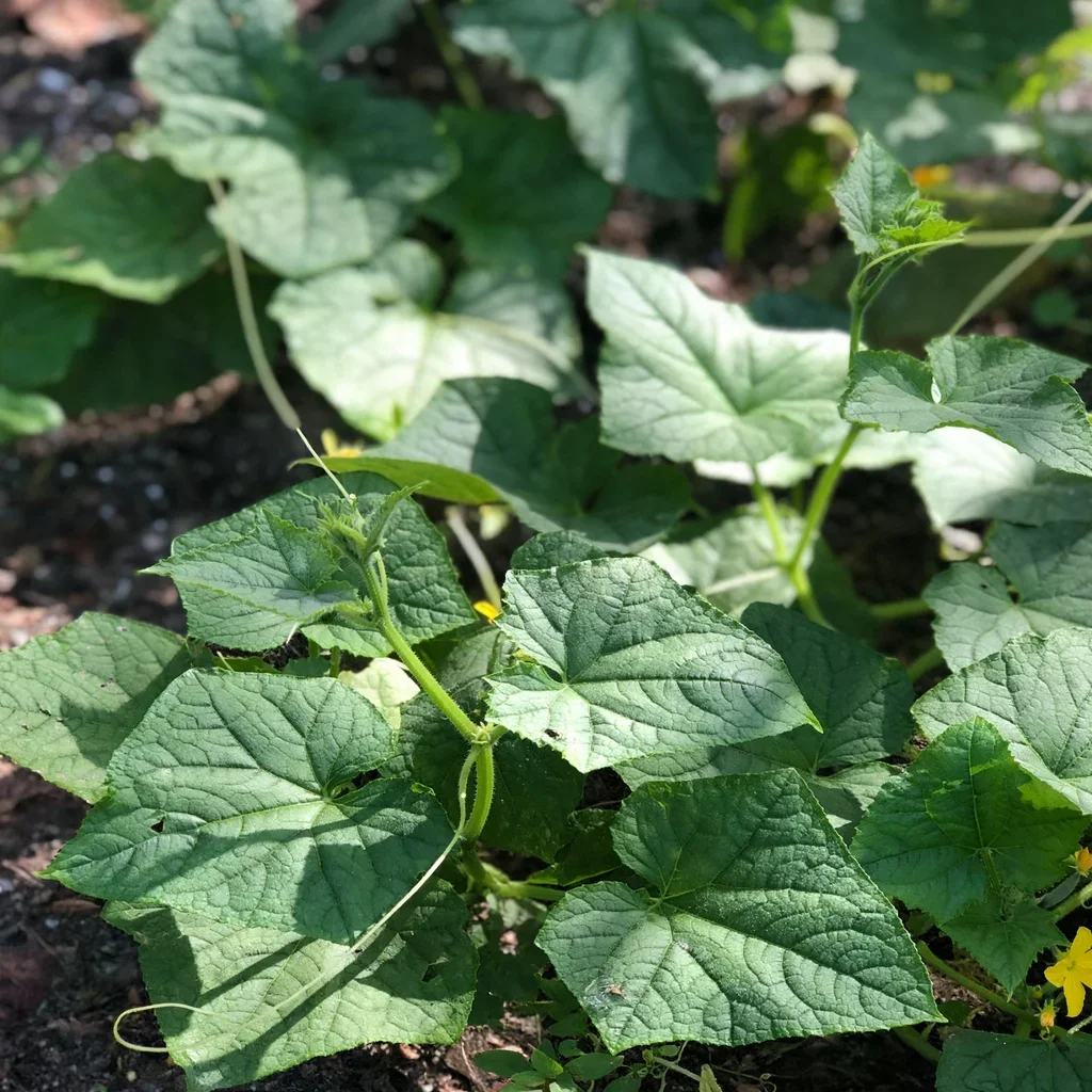 Tasty Jade Cucumber