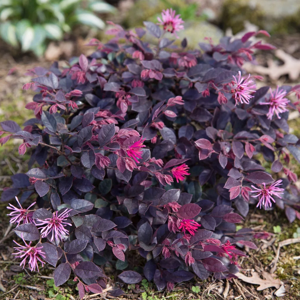 Purple Daydream Chinese Fringe Flower