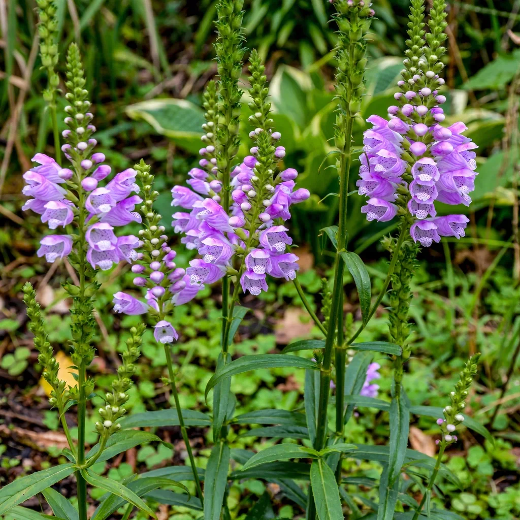 Correll's Obedient Plant
