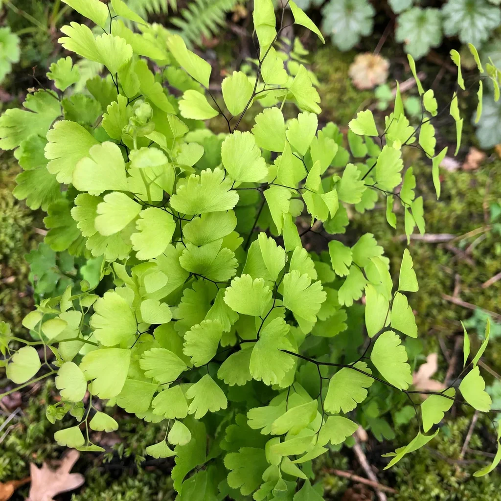 Mairis's Maidenhair Fern