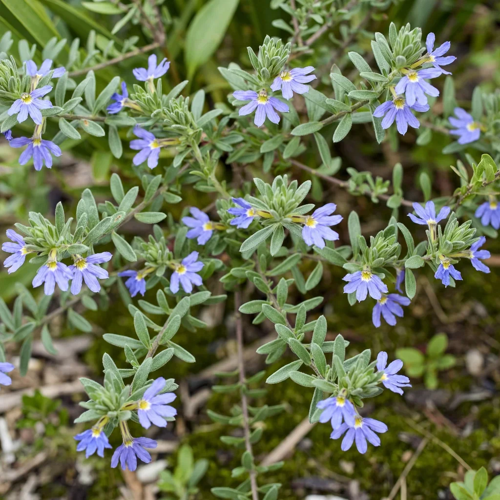 Whirlwind Blue Fan Flower