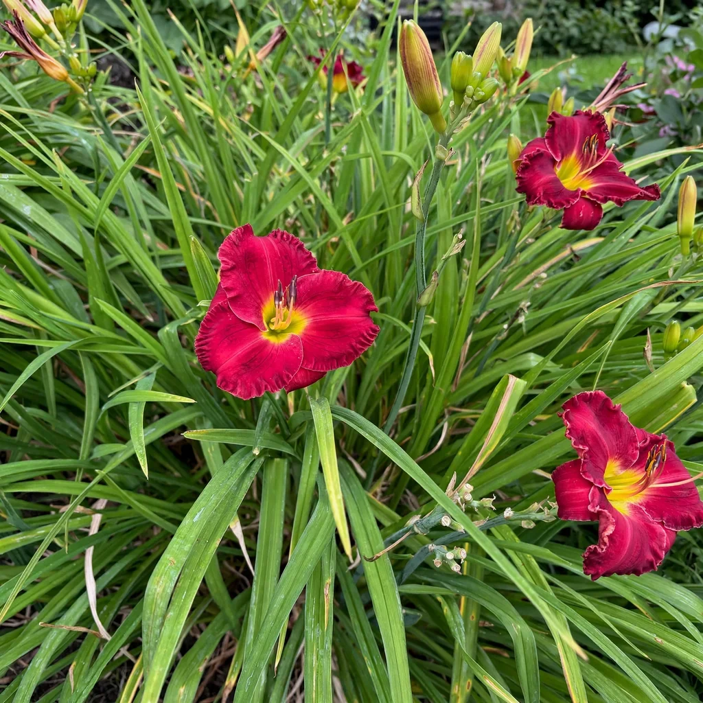 Earlybird Cardinal Daylily
