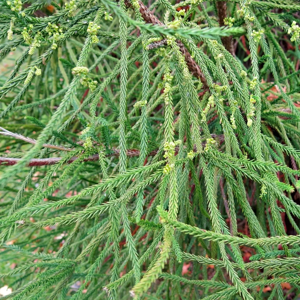 Japanese Cedar Ikari