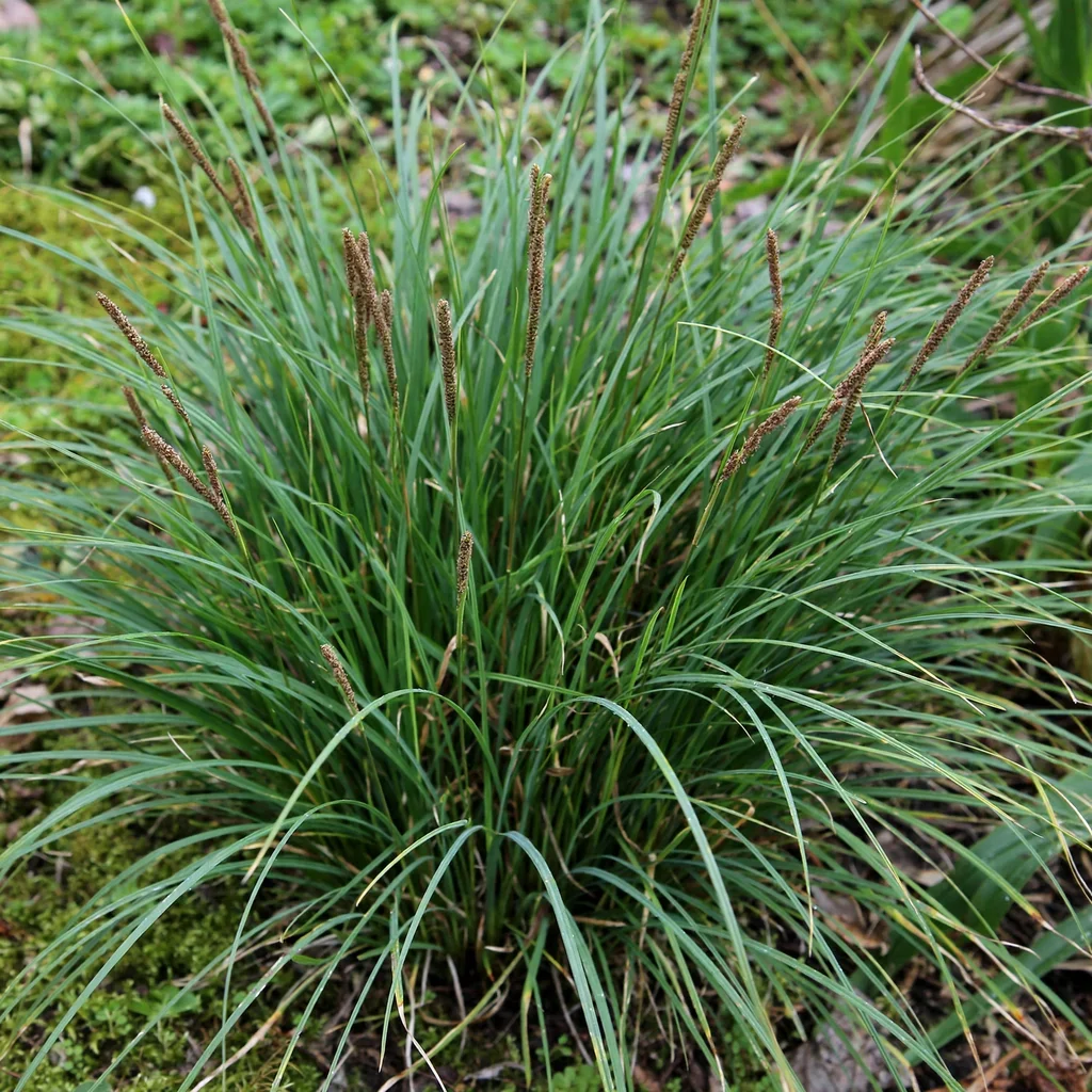 Spring Sedge