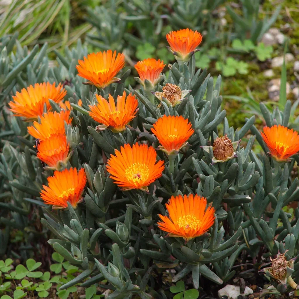 Golden Ice Plant