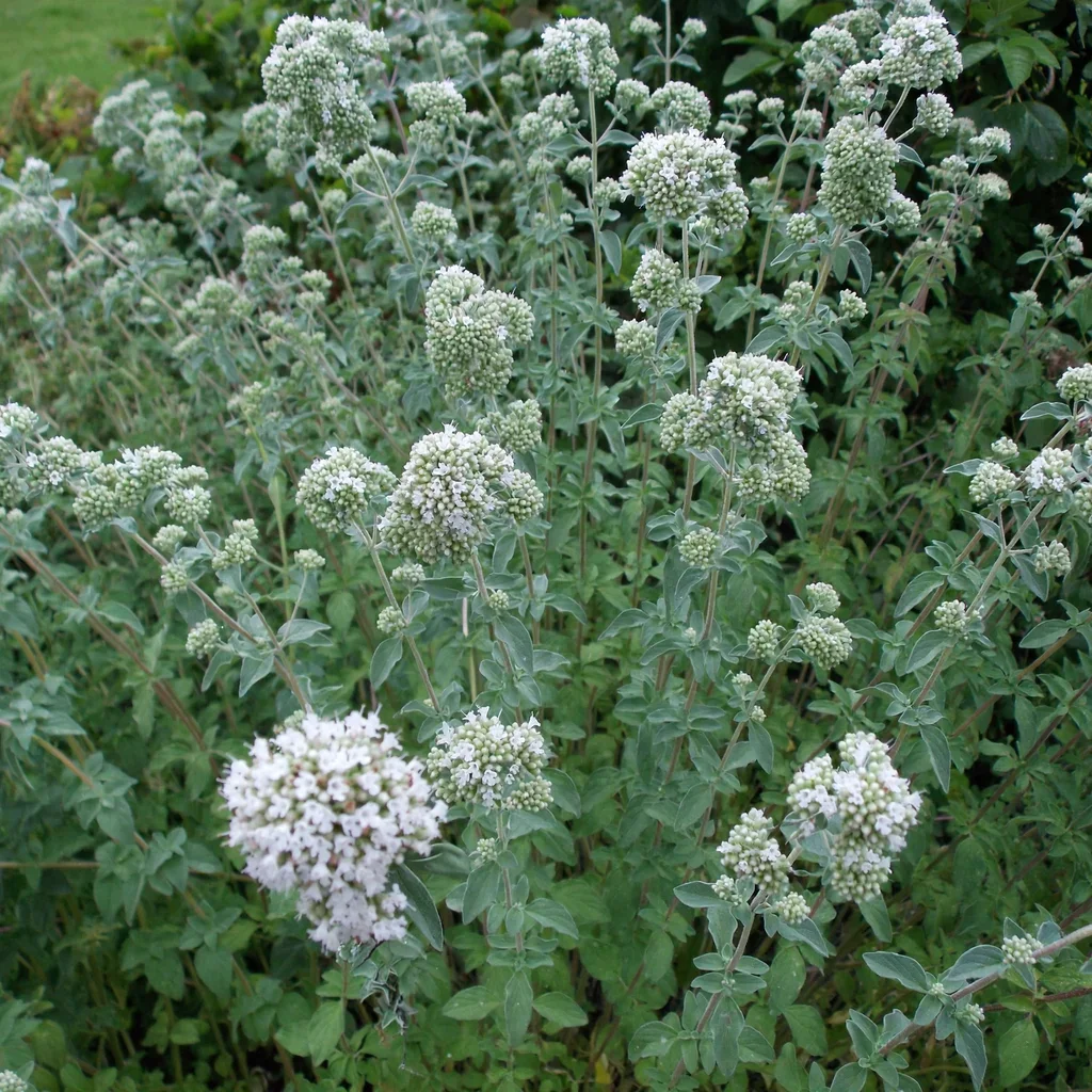 Sweet Marjoram
