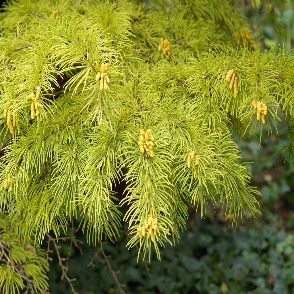 Golden Larch