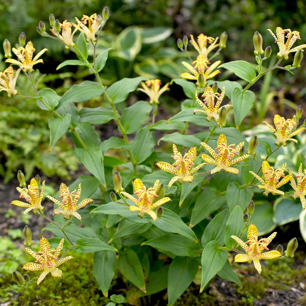 Golden Leopard Toad Lily