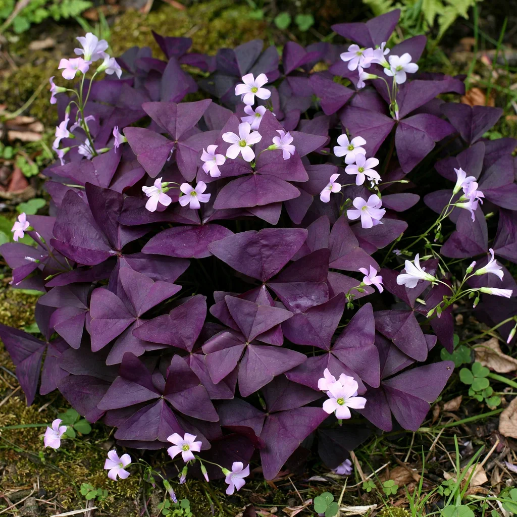 Atropurpurea Purple Shamrock