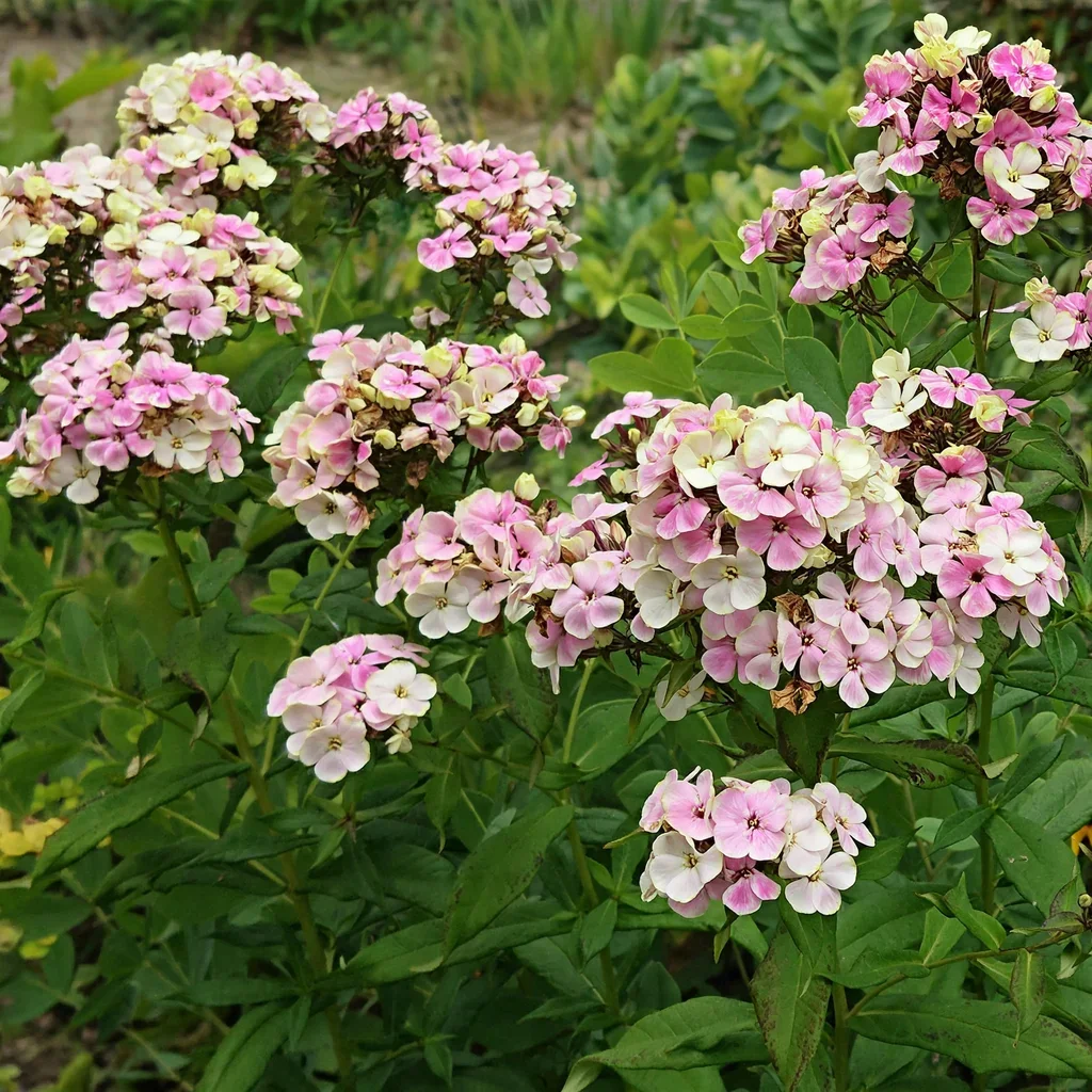 Sherbet Cocktail Garden Phlox