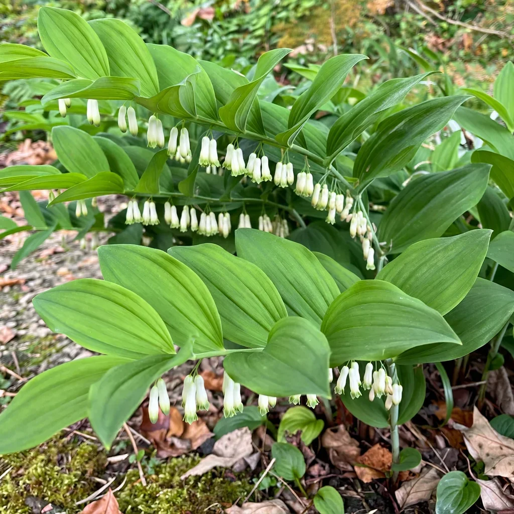 Solomon's Seal