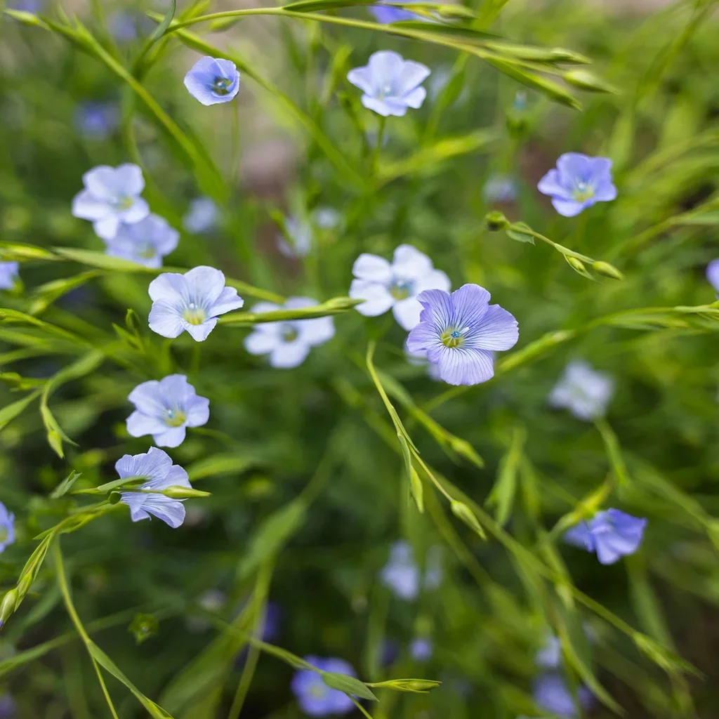 Common Flax