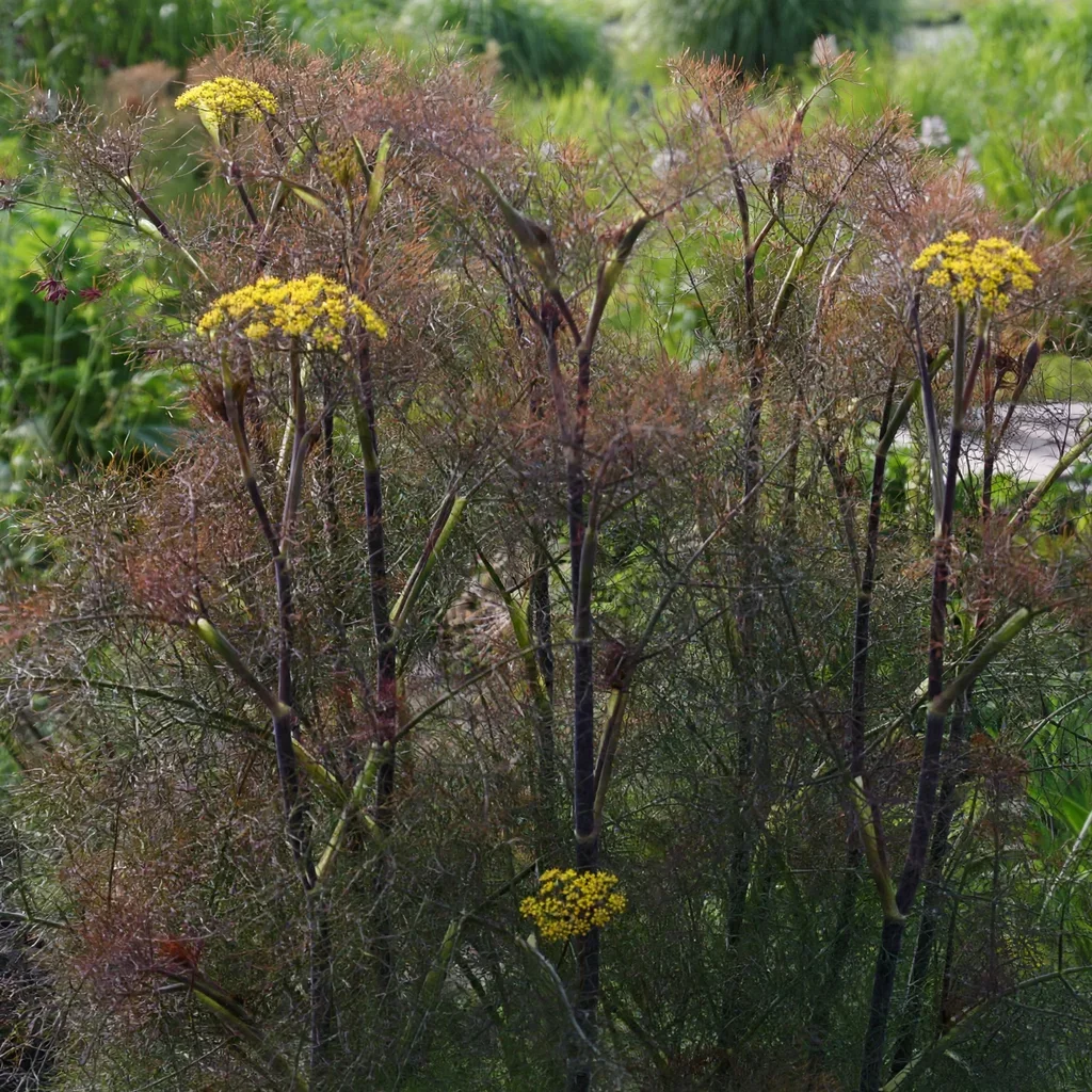 Rubrum Bronze Fennel