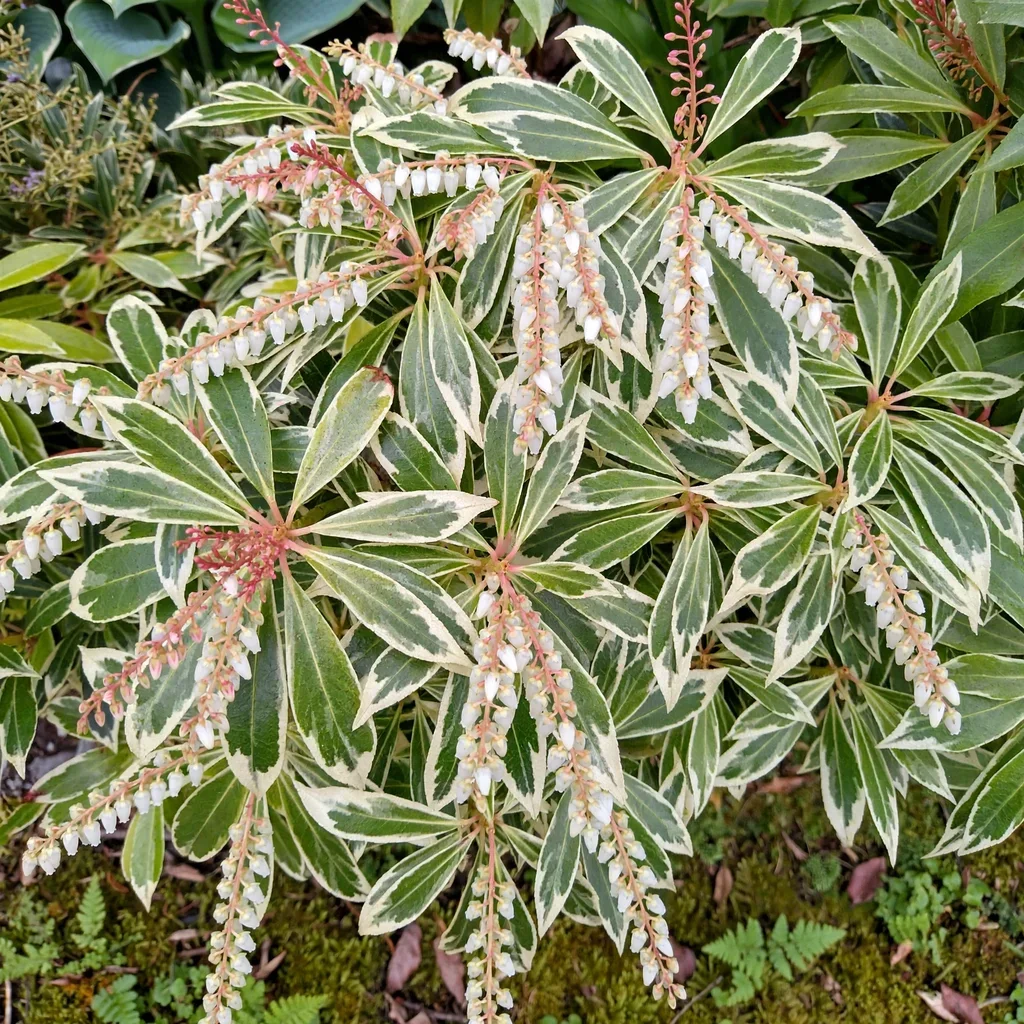 Flaming Silver Pieris Japanese Pieris