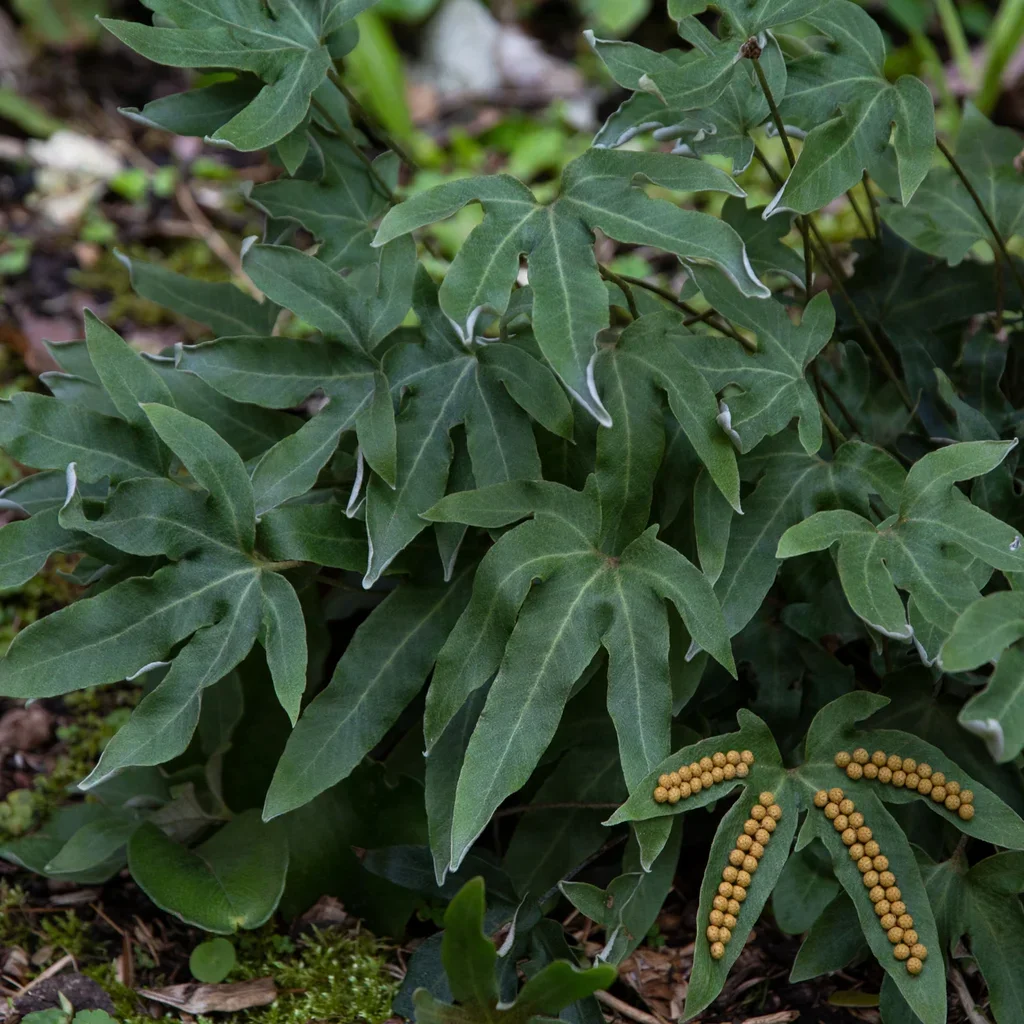 Polydactyla Fern