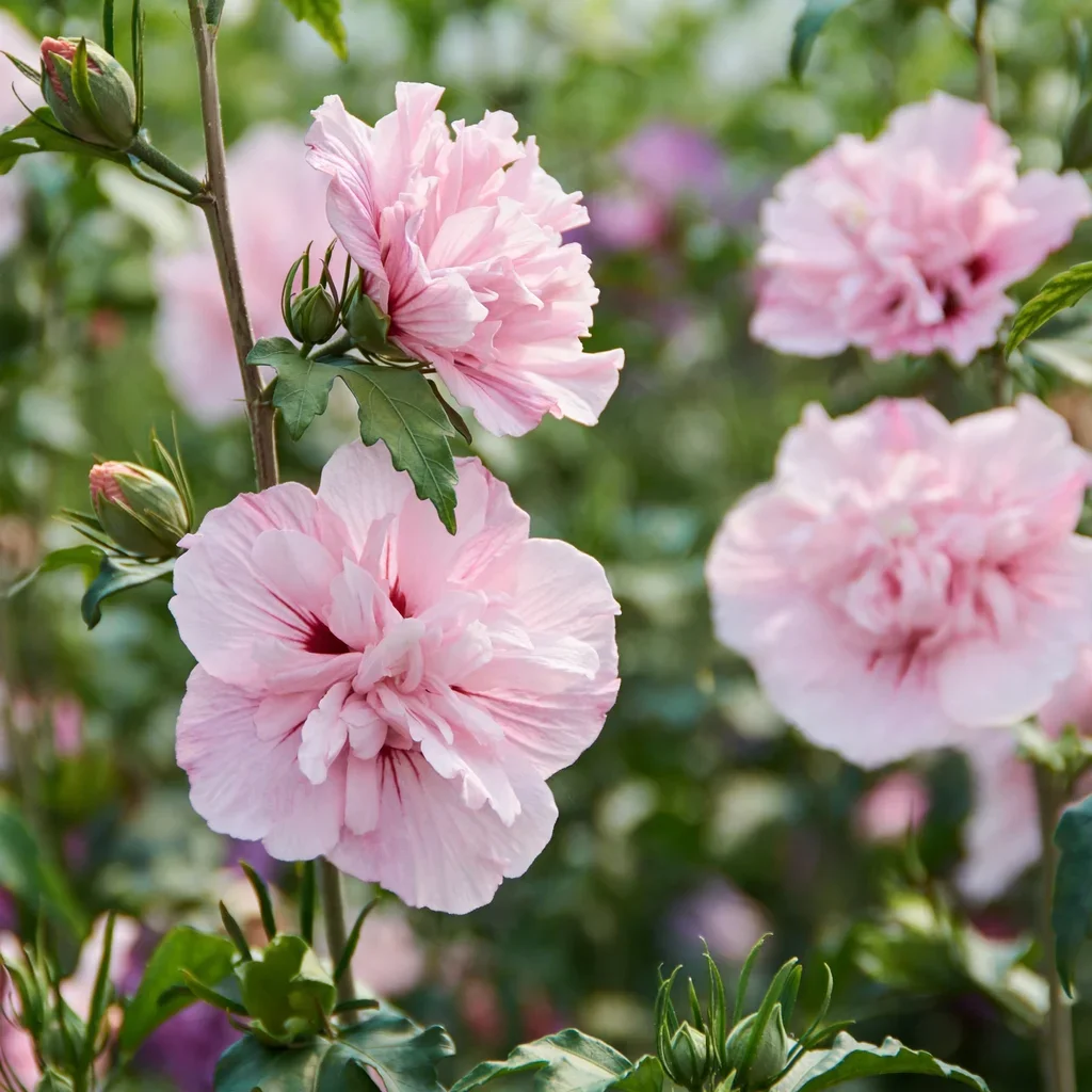 Pink Chiffon Rose of Sharon