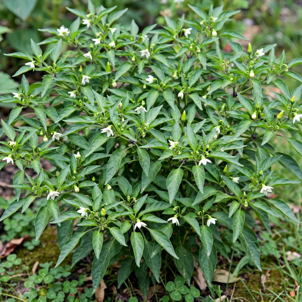 Hot Chile Pepper
