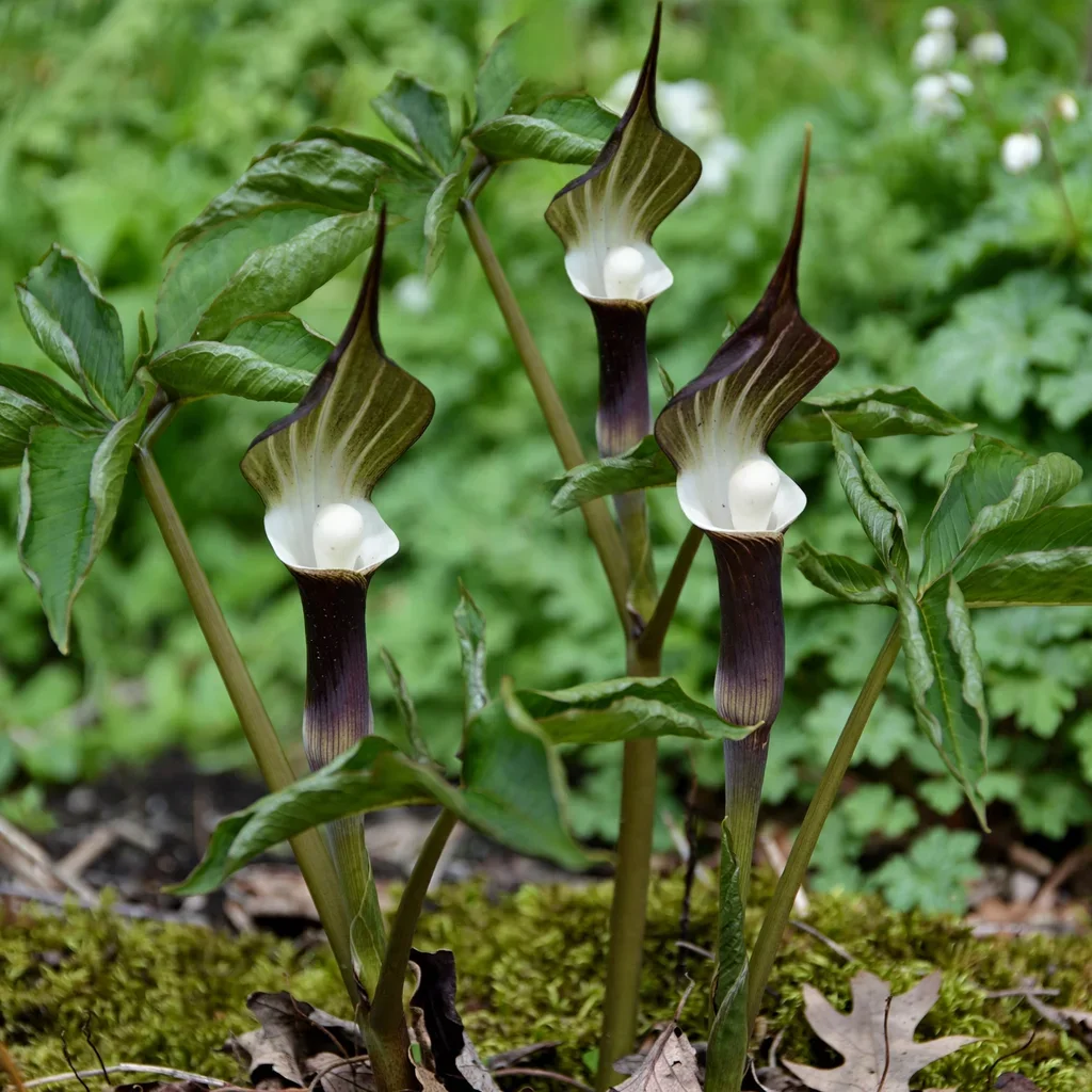 Gaudy Jack-in-the-Pulpit