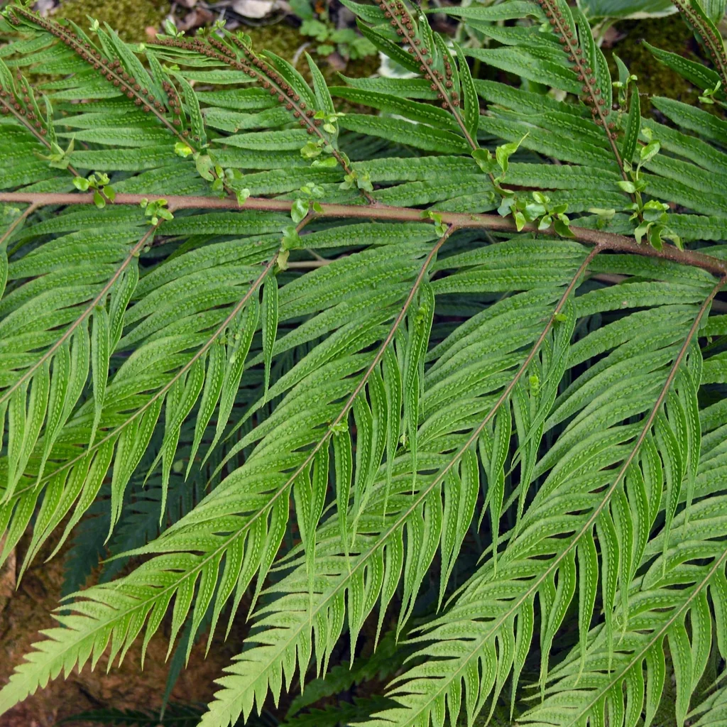 Oriental Chain Fern