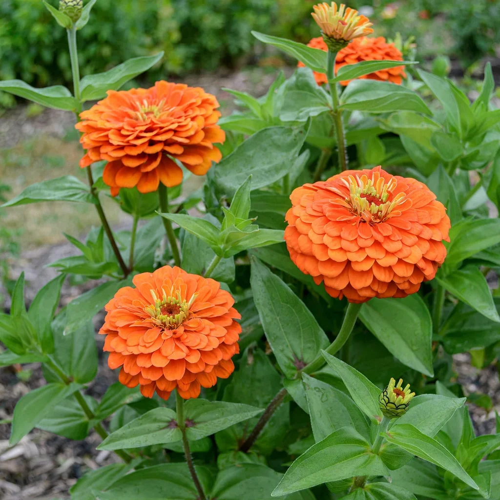 Benary's Giant Orange Zinnia