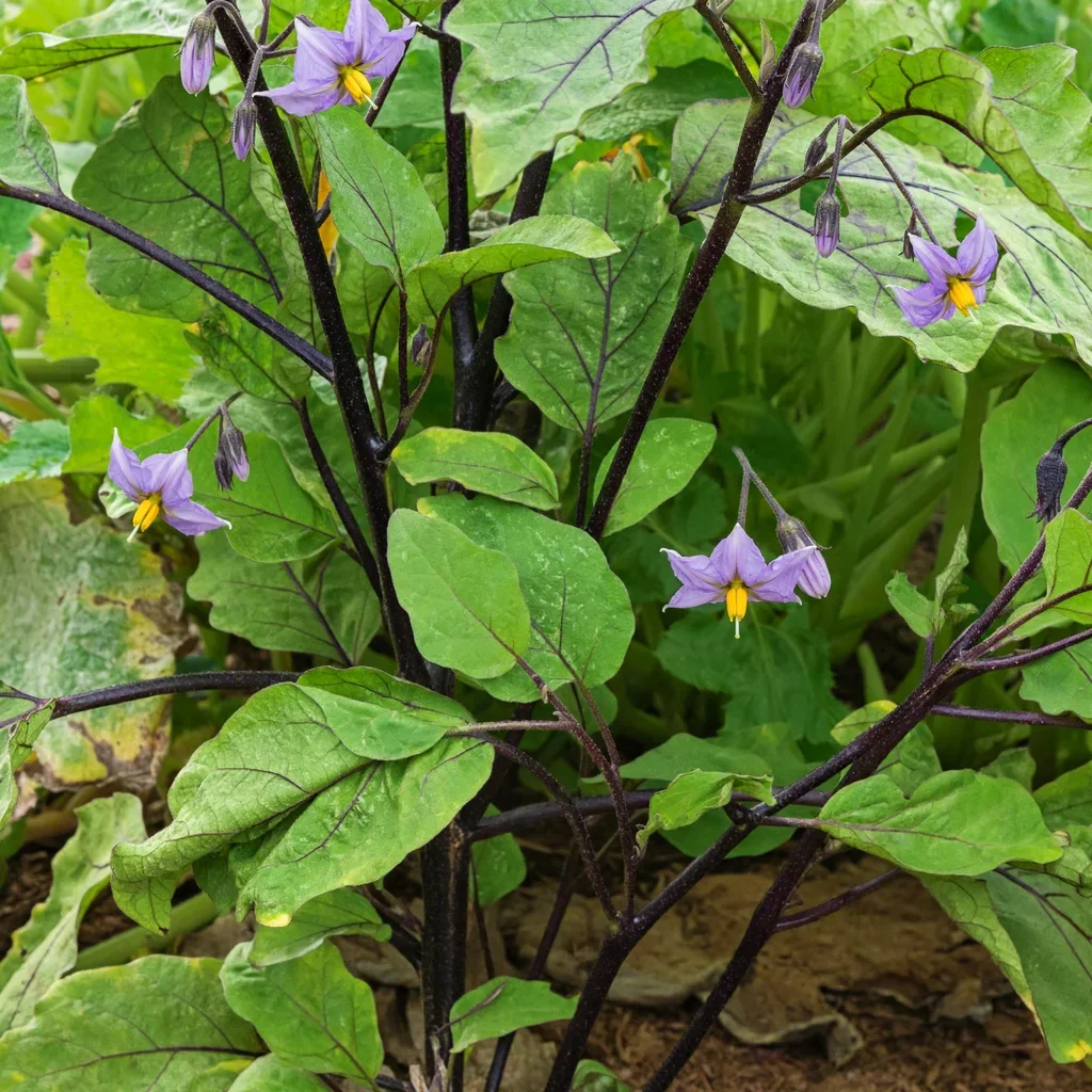 Millionaire Eggplant