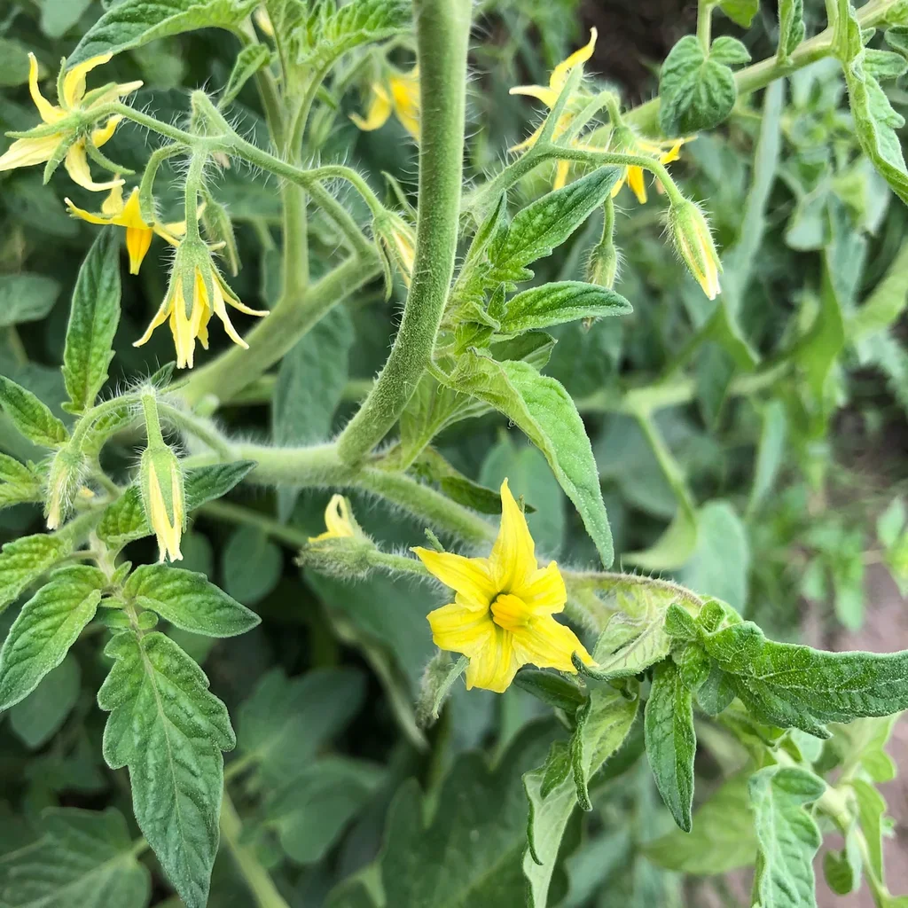 Napa Rose Tomato