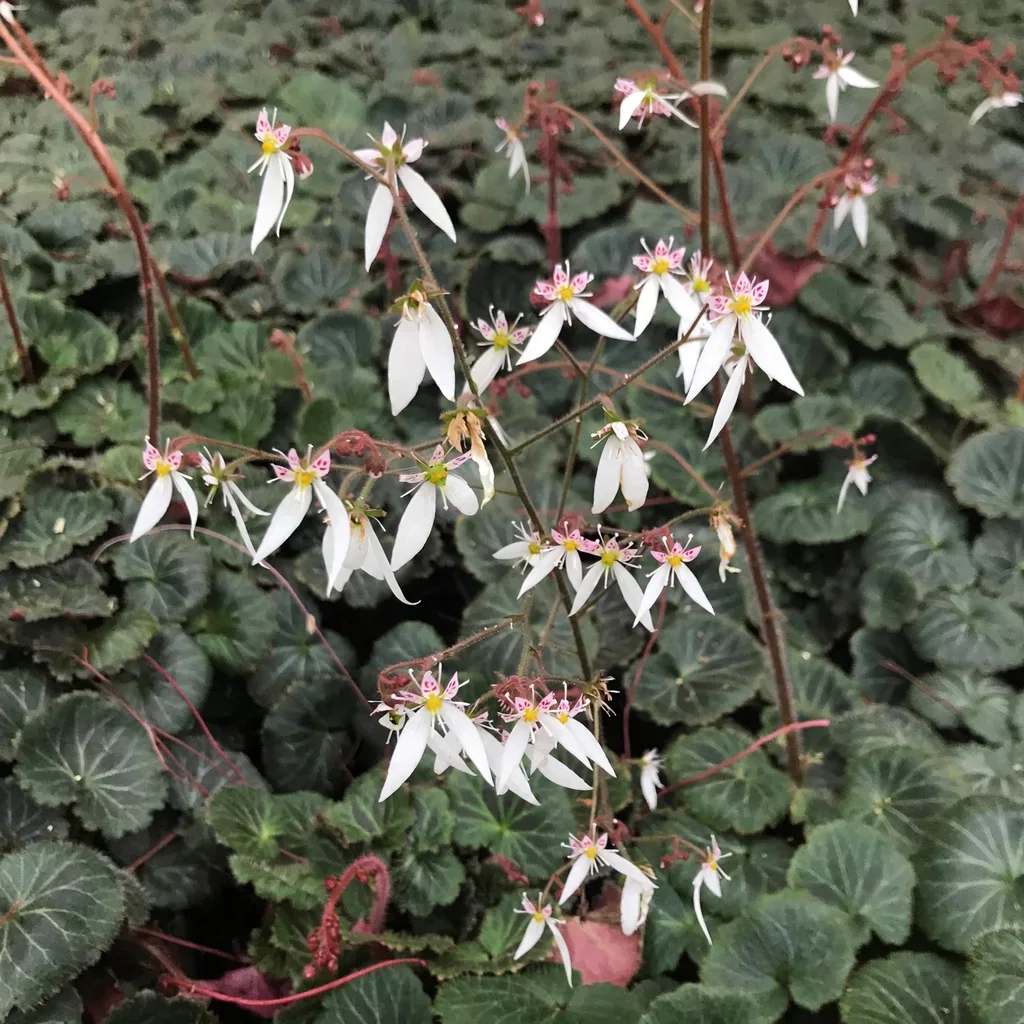 Strawberry Begonia