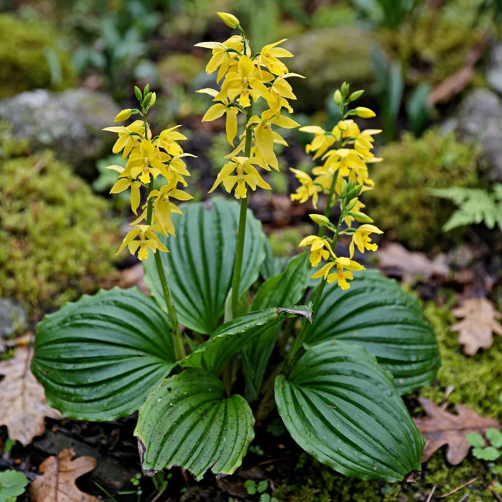 Siebold's Calanthe