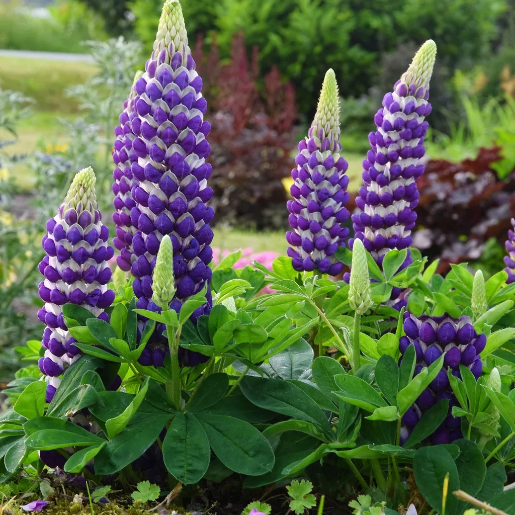 Westcountry Blacksmith Lupine