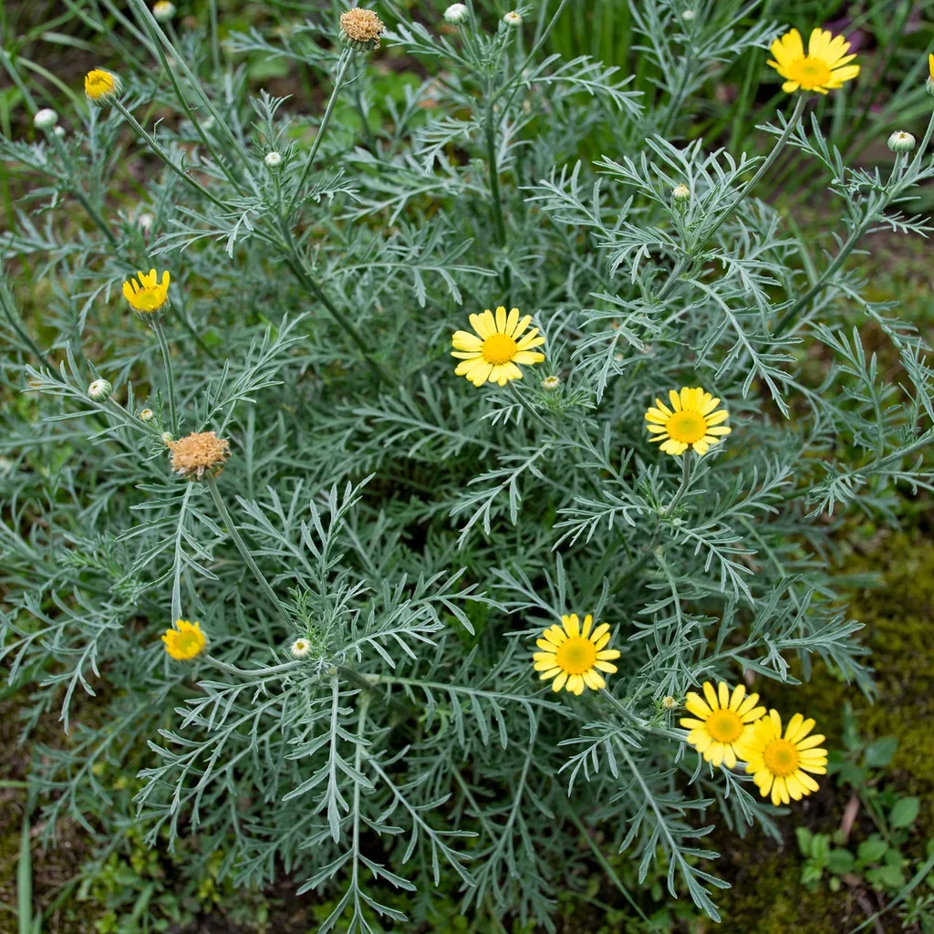 Kelway's Golden Marguerite