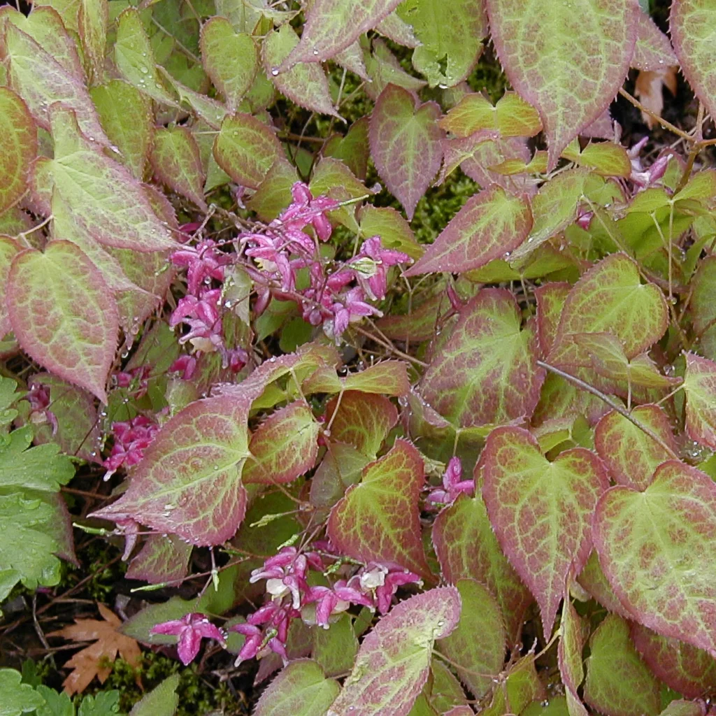 Epimedium Tamabotan