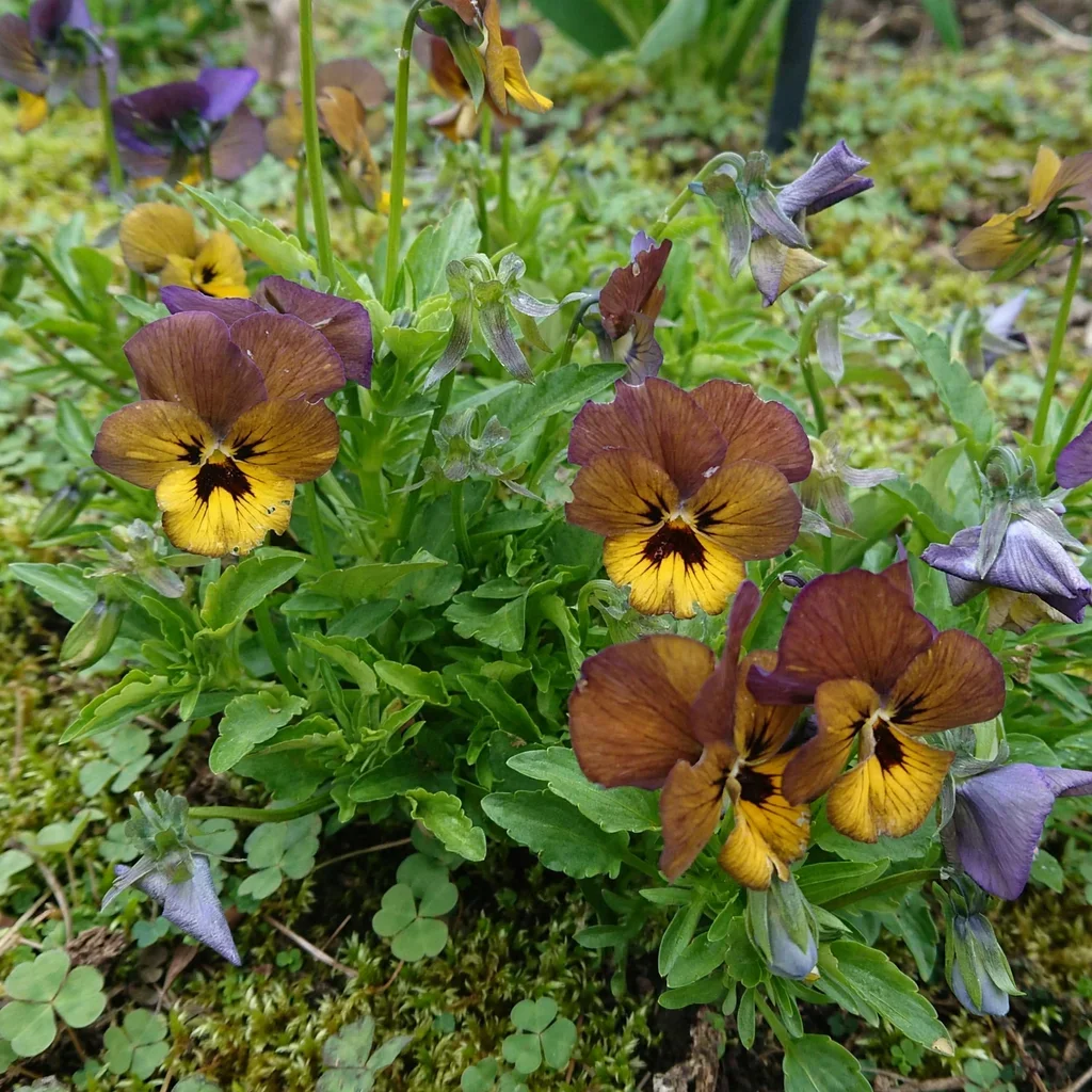 Irish Molly Violet