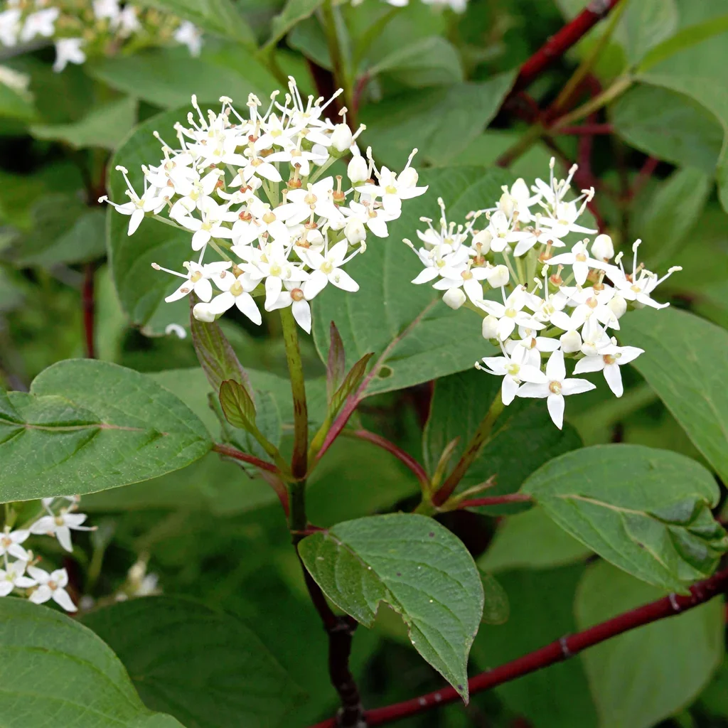 Red Twig Dogwood